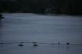  Ecluse Evry et bords de seine  - Les Oiseaux Ecluse d evry 448